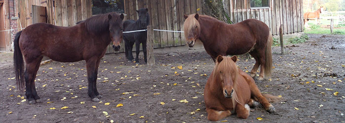 Header Bild von Julia Goebel